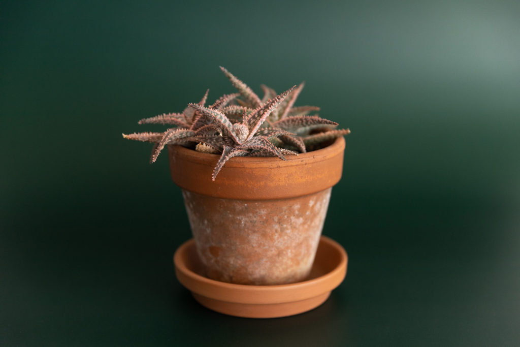 a spiny succulent in a terra cotta pot in front of a dark green seamless backdrop morgantown wv product photography