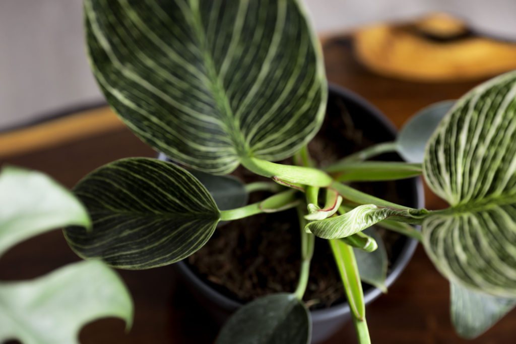 a birkin philodendron on a wood bench