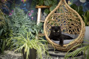 a black scottish rex cat laying in a wicker swing amid plants and a dark floral backdrop