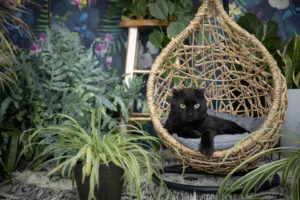 scottish rex cat with plants and a floral backdrop