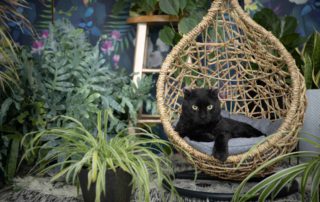 scottish rex cat with plants and a floral backdrop