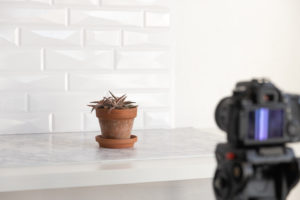 a camera set up to take a photo of a spiny succulent in front of a white marble and tile backdrop