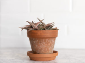 a spiny succulent in front of a white marble and tile backdrop
