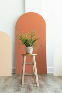 a fire stick euphorbia sits on a still in front of a terra cotta arch in a natural light photography studio